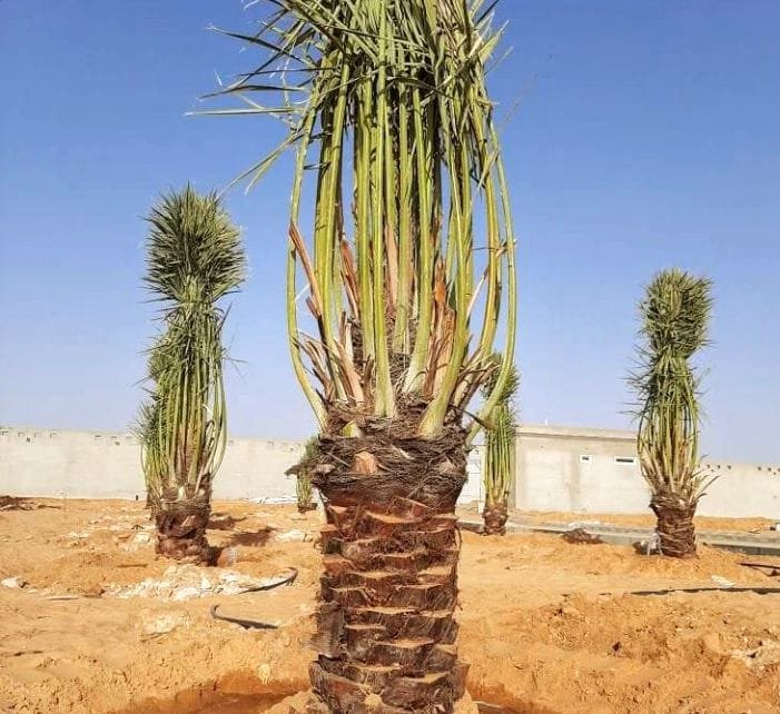 ffee15bc-27eb-4484-8309-3b35ada838e1